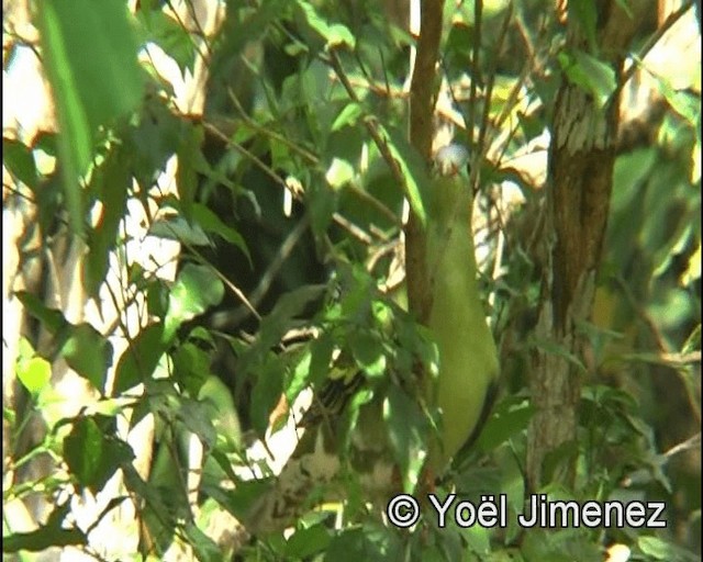 Thick-billed Green-Pigeon - ML201139911