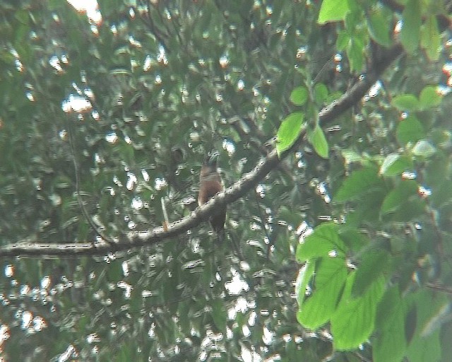 Banded Broadbill (Banded) - ML201139961