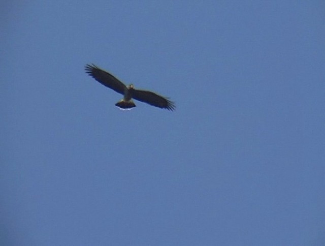 Snail Kite - ML201139991