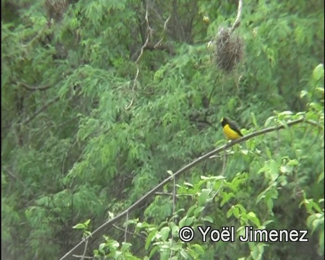 Purple-throated Euphonia - ML201140061