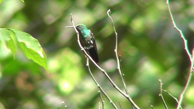 Amazilia Coliazul - ML201140261