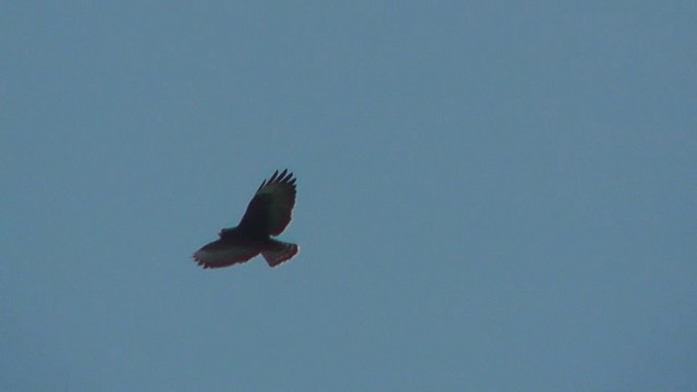 Short-tailed Hawk - ML201140371