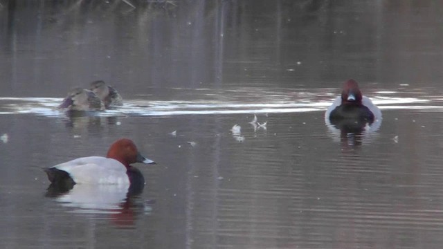 Common Pochard - ML201140801