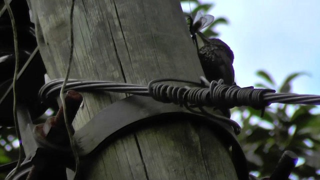 Olive-backed Woodcreeper - ML201140871