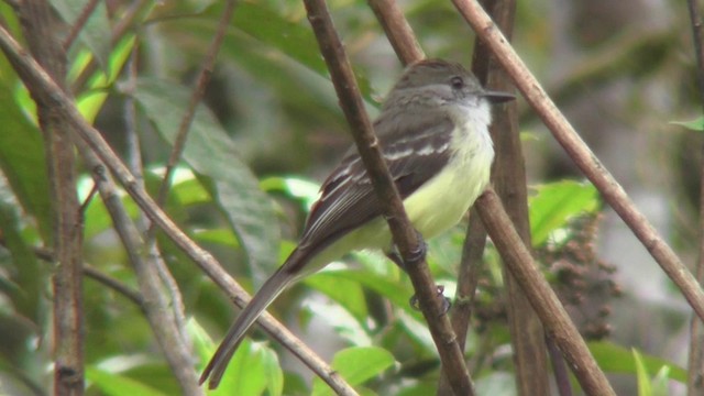 Pale-edged Flycatcher - ML201140881