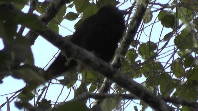 Russet-backed Oropendola (Russet-backed) - ML201140901