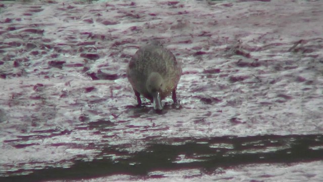 Andean Teal (Andean) - ML201140971