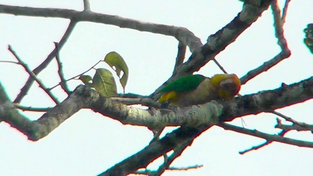 Ak Karınlı Papağan (xanthomerius) - ML201141041