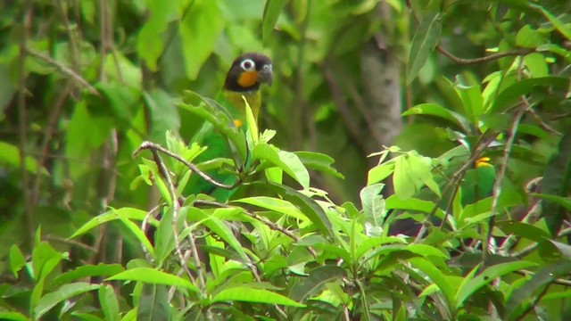 Orange-cheeked Parrot - ML201141051