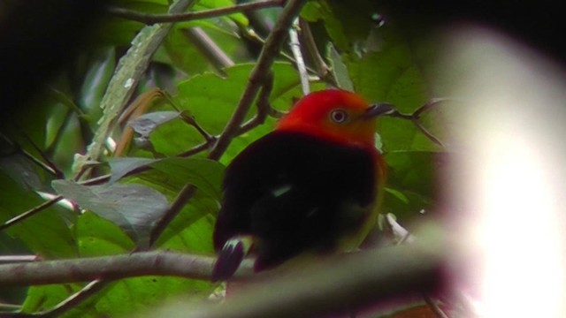 Band-tailed Manakin - ML201141091