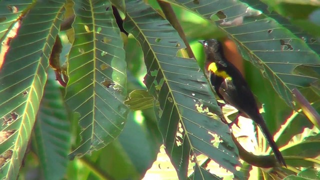 Oriole à épaulettes (cayanensis) - ML201141161
