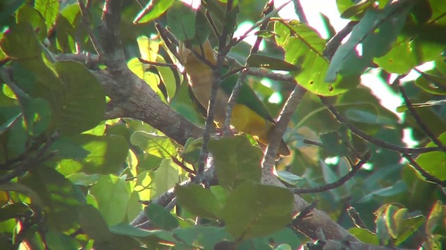 White-bellied Parrot (Black-legged) - ML201141261