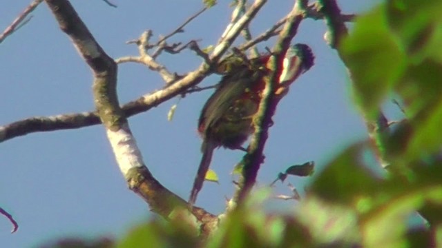 Curl-crested Aracari - ML201141331