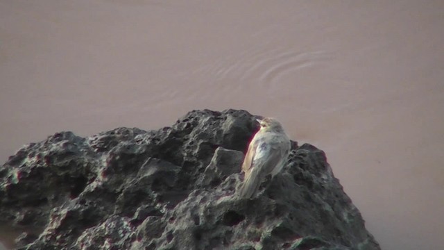 Drab Water Tyrant - ML201141351