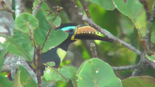 Lettered Aracari (Humboldt's) - ML201141401