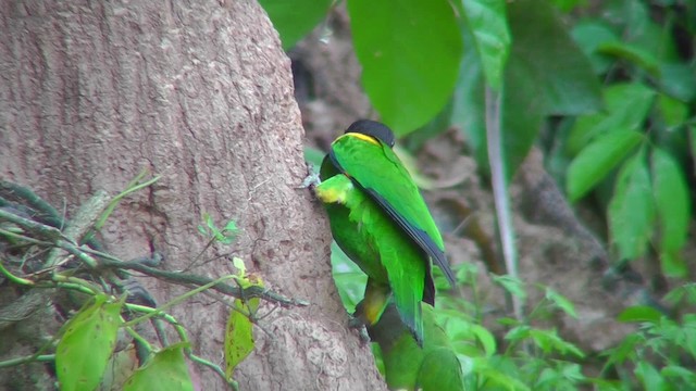 Orange-cheeked Parrot - ML201141411