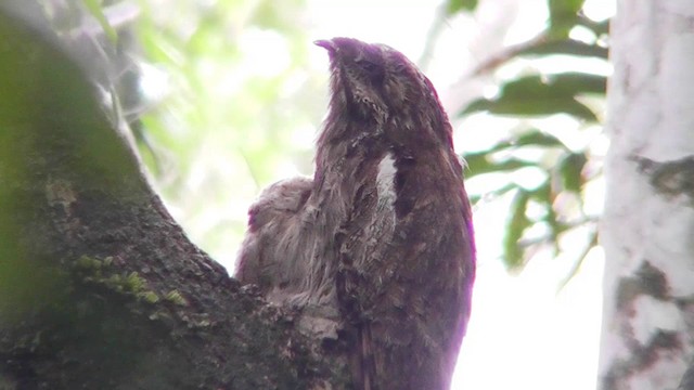 Long-tailed Potoo - ML201141421