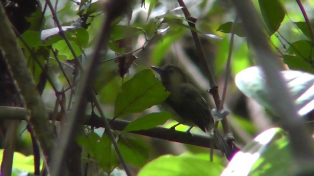 oiseau sp. - ML201141481