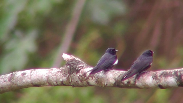 Golondrina Fajiblanca - ML201141521