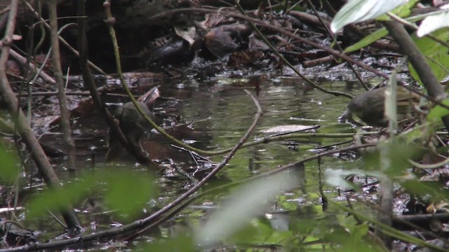 Red-tailed Greenbul - ML201141561