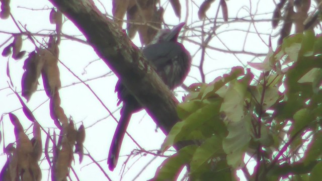 Western Dwarf Hornbill - ML201141671