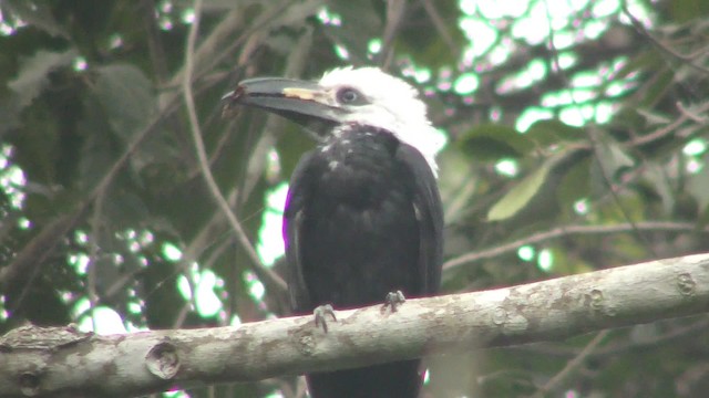 Western Long-tailed Hornbill - ML201141681