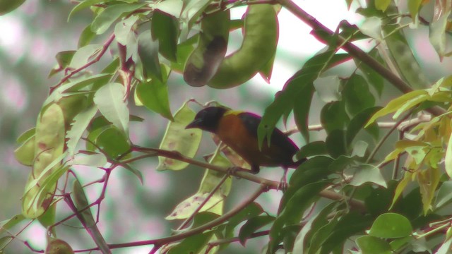 Yellow-mantled Weaver - ML201141741