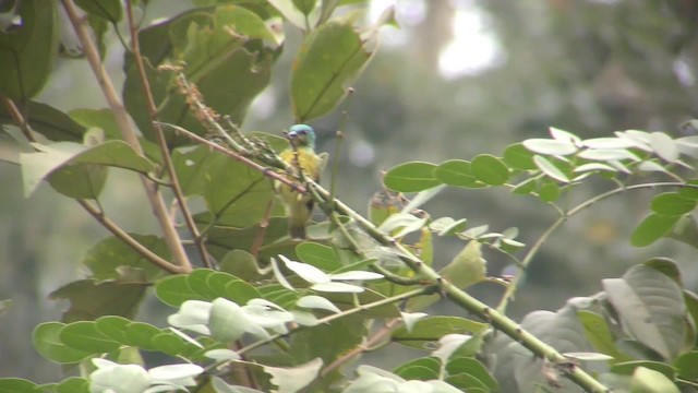 Collared Sunbird - ML201141871