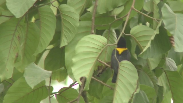 Yellow-mantled Weaver - ML201141901