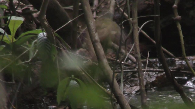 Red-tailed Greenbul - ML201141981