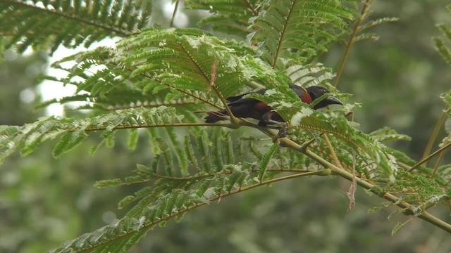 Yellow-mantled Weaver - ML201142081