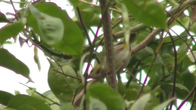 Yellow-browed Camaroptera - ML201142121