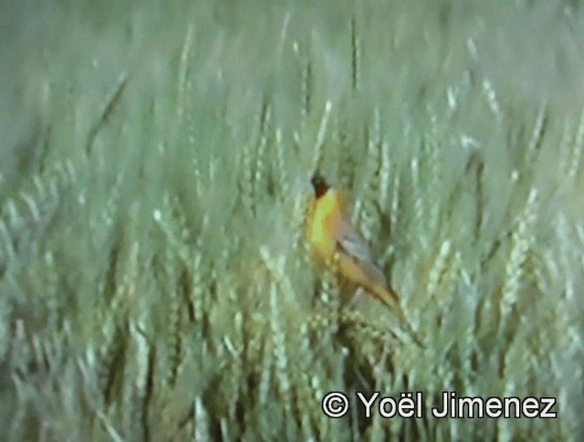 Black-headed Bunting - ML201142201