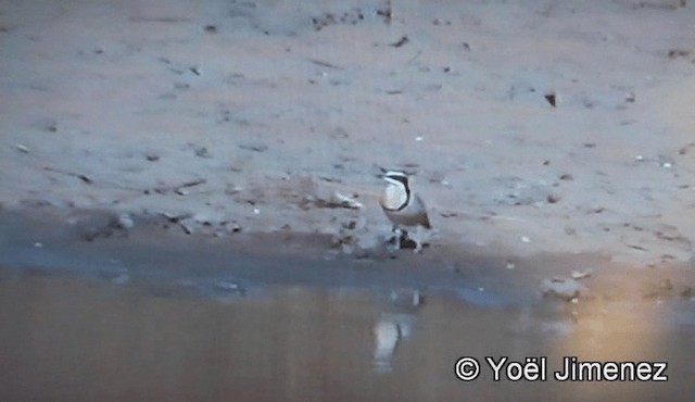 Egyptian Plover - ML201142311