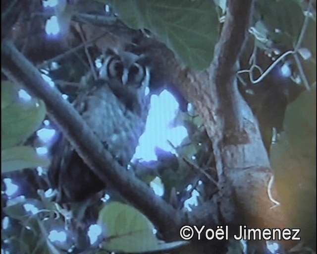 Verreaux's Eagle-Owl - ML201142331