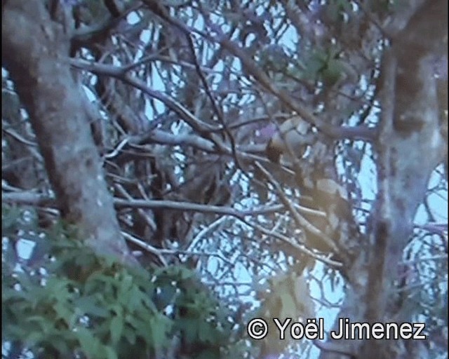 White-rumped Tanager - ML201142501