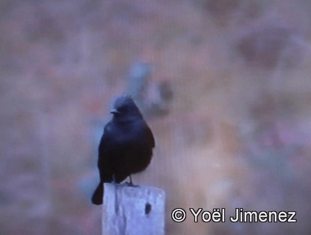 Crested Black-Tyrant - ML201142531