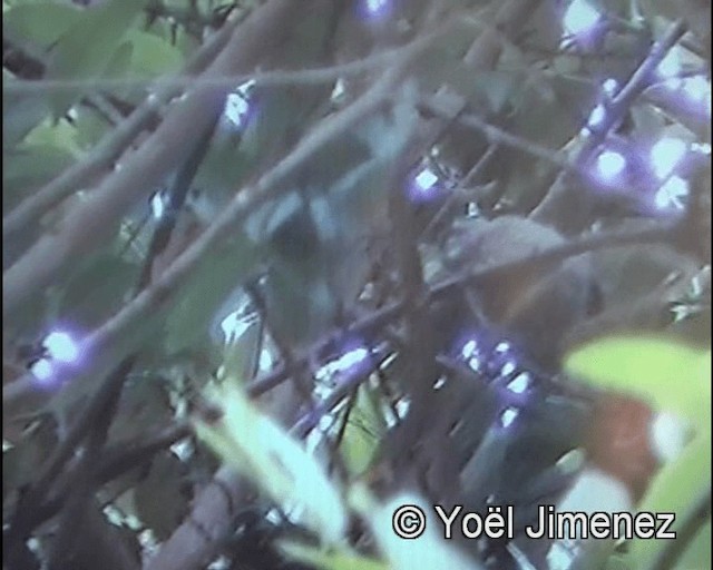 White-barred Piculet - ML201142591