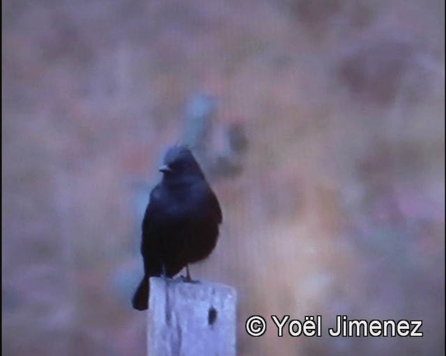 Crested Black-Tyrant - ML201142841