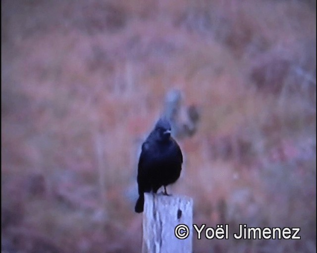 カンムリクロタイランチョウ - ML201142851