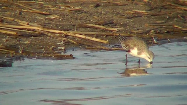 Bécasseau sanderling - ML201142951