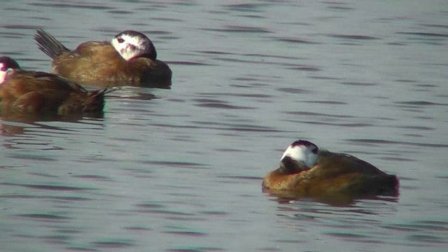 White-headed Duck - ML201143011