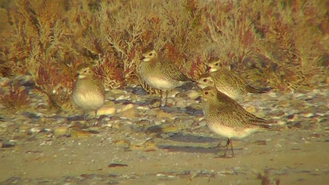 European Golden-Plover - ML201143021