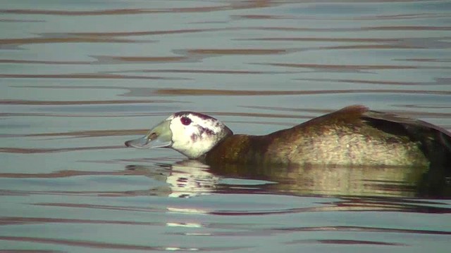 White-headed Duck - ML201143031