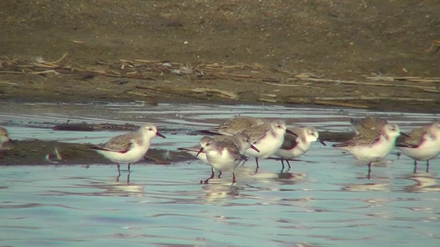 Bécasseau sanderling - ML201143101