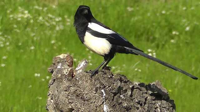 Eurasian Magpie - ML201143251