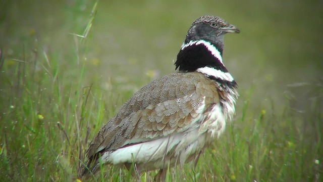 Little Bustard - ML201143281