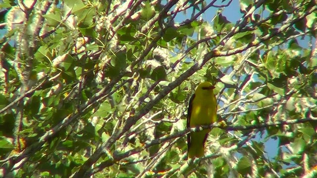 Eurasian Golden Oriole - ML201143301