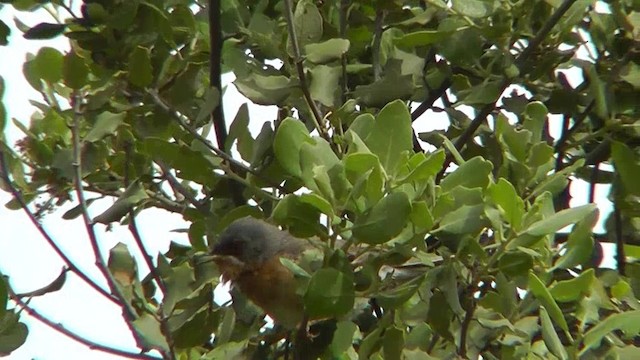 Western Subalpine Warbler - ML201143351
