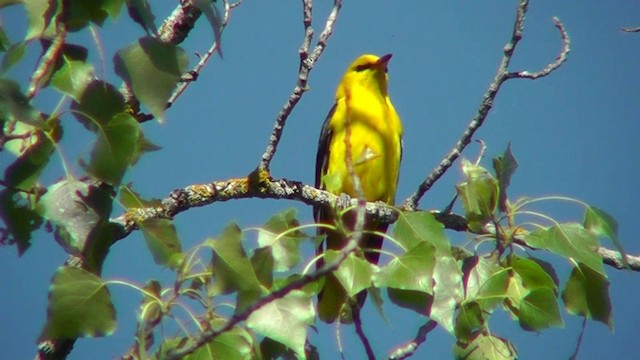 Eurasian Golden Oriole - ML201143361